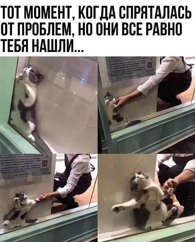 ТОТ МОМЕНТ, КОГДА СПРЯТАЛАСЬ ОТ ПРОБЛЕМ, НО ОНИ ВСЕ РАВНО ТЕБЯ НАШЛИ... На четырех кадрах показан кот, который пытается спрятаться за стеклянной перегородкой, прижимаясь к ней. Затем рука человека дотягивается до кота и вытаскивает его из укрытия.