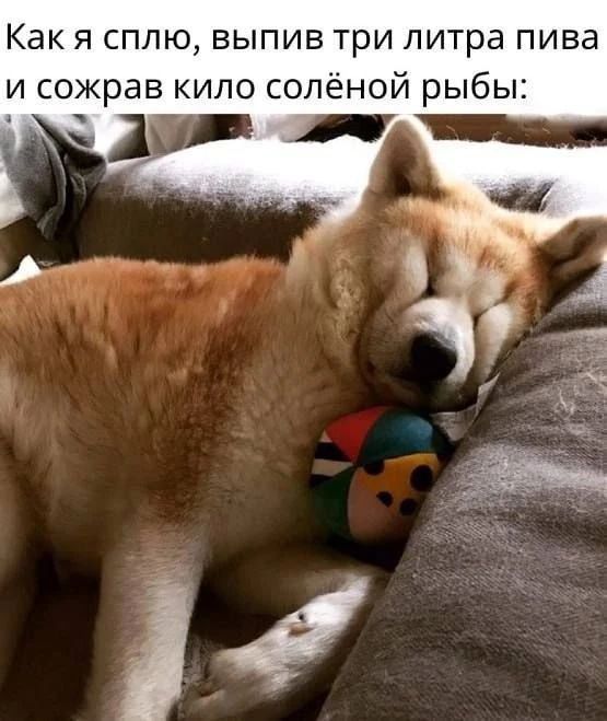 Как я сплю, выпив три литра пива и сожрав кило соленой рыбы: