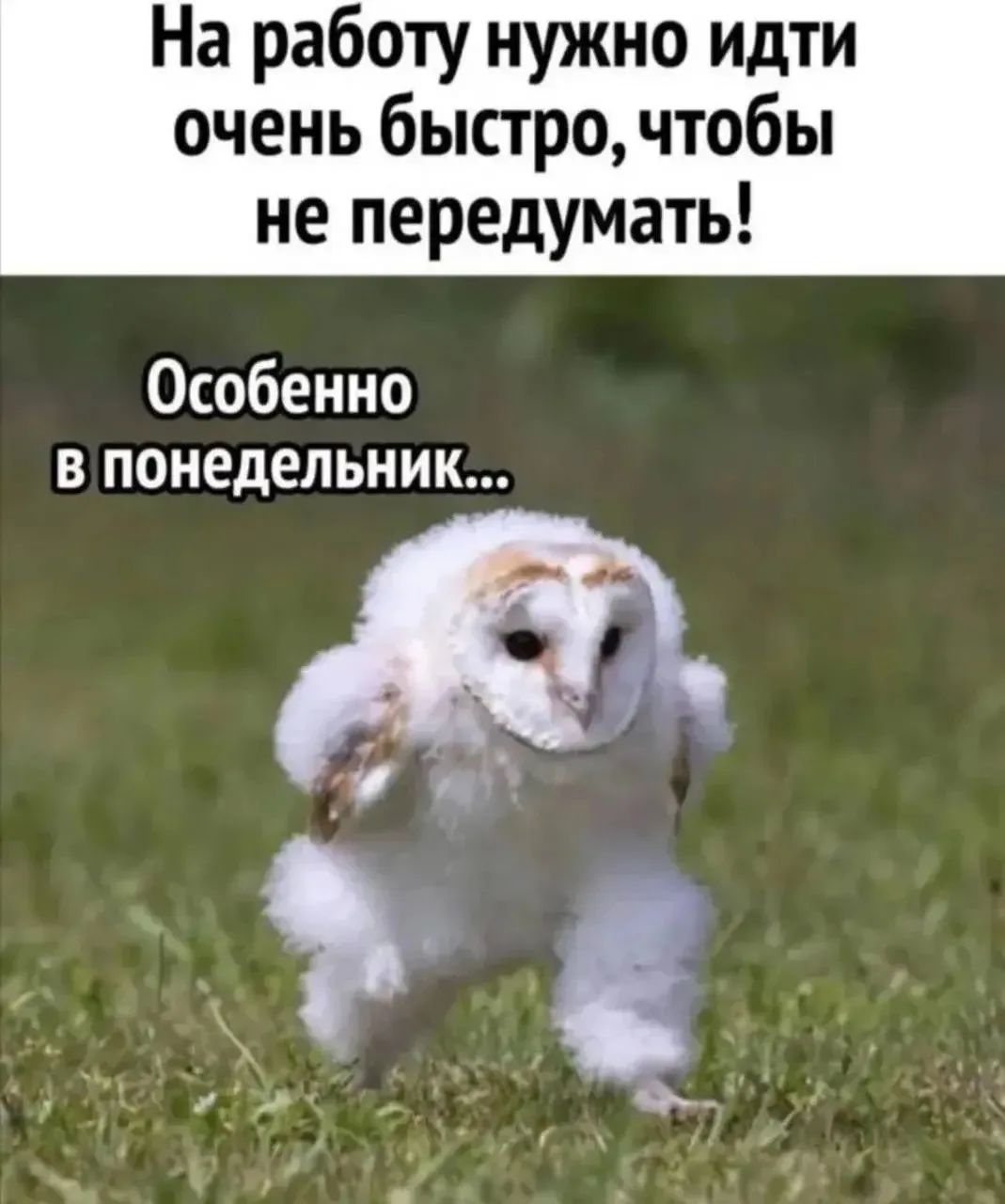 На работу нужно идти очень быстро, чтобы не передумать! Особенно в понедельник...
