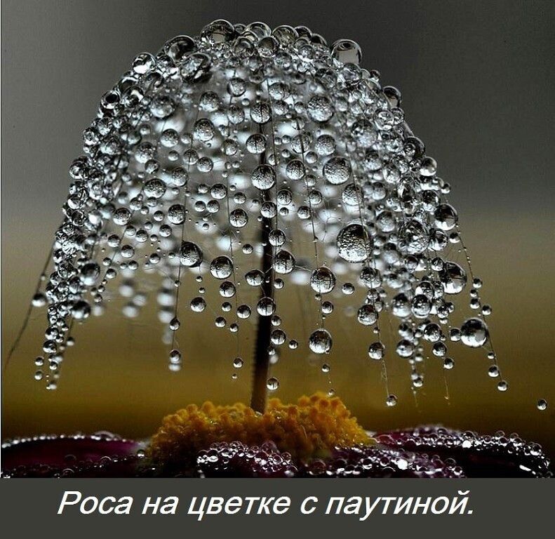 Роса на цветке с паутиной.