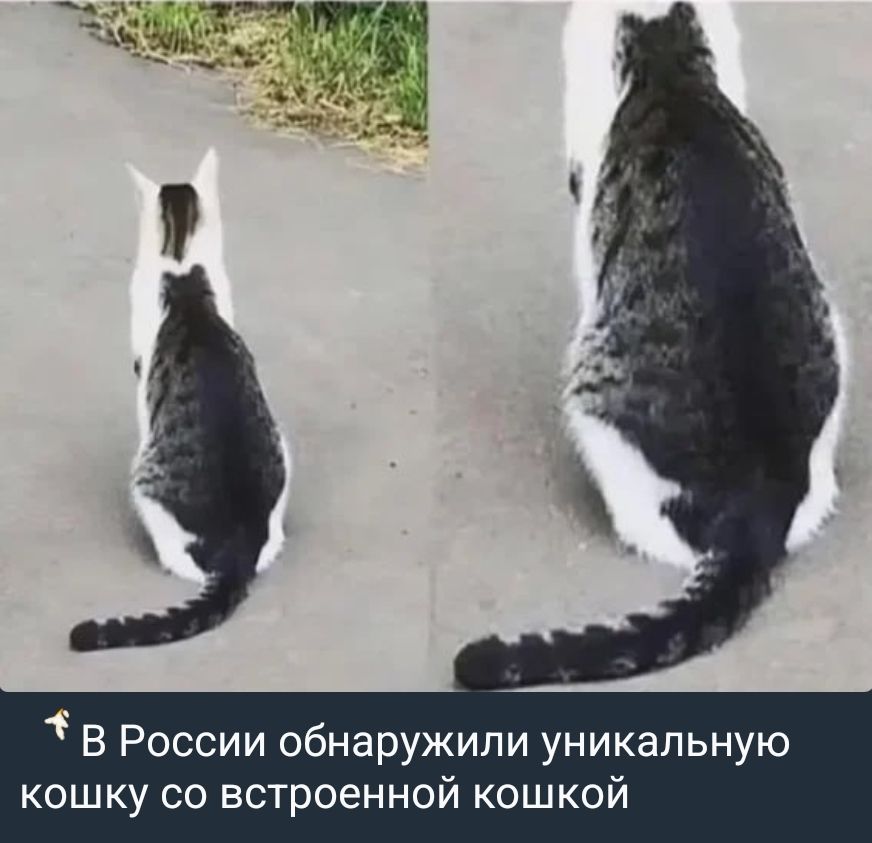 В России обнаружили уникальную кошку со встроенной кошкой
