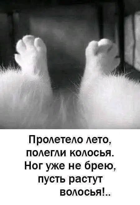 Пролетело лето, полегли колосья. Ног уже не брею, пусть растут волосья!..