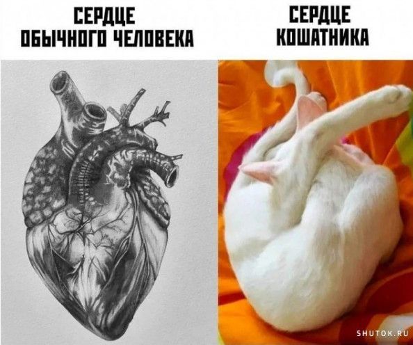 СЕРДЦЕ ОБЫЧНОГО ЧЕЛОВЕКА СЕРДЦЕ КОШАТНИКА