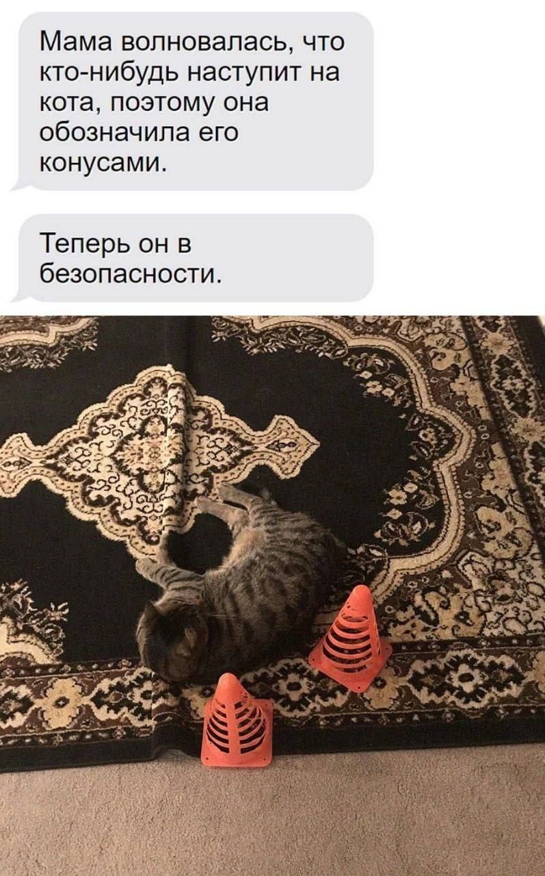 Мама волновалась, что кто-нибудь наступит на кота, поэтому она обозначила его конусами. Теперь он в безопасности.