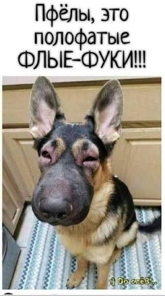 Пфёлы, это полофатые флые-фуки! ;) Do слёз...