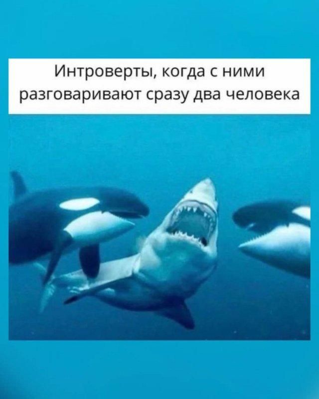 Интроверты, когда с ними разговаривают сразу два человека