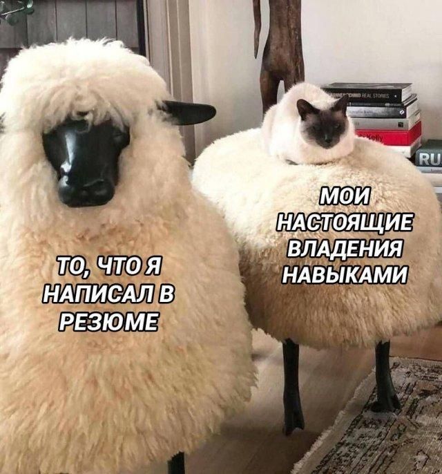 ТО, ЧТО Я НАПИСАЛ В РЕЗЮМЕ МОИ НАСТОЯЩИЕ ВЛАДЕНИЯ НАВЫКАМИ