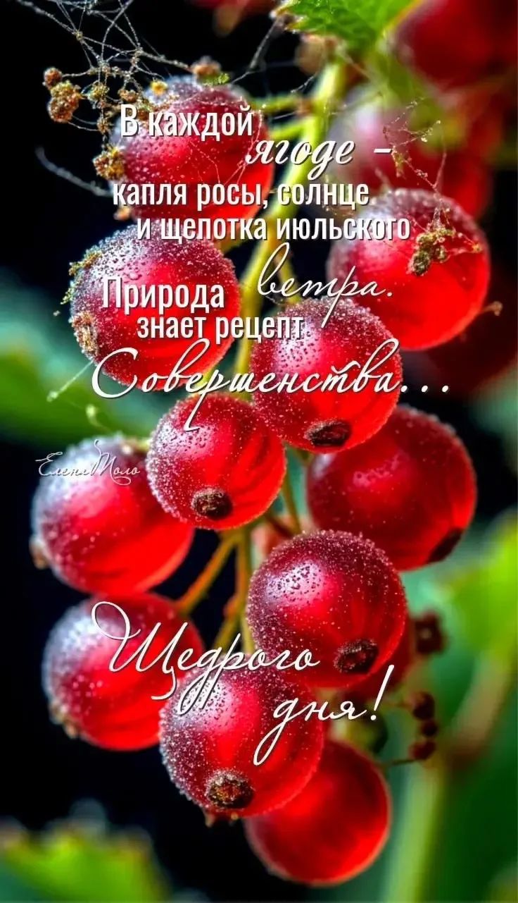 В каждой ягоде - капля росы, солнце и щепотка июльского ветра. Природа знает рецепт совершенства... Щедрого дня! Елена Мало