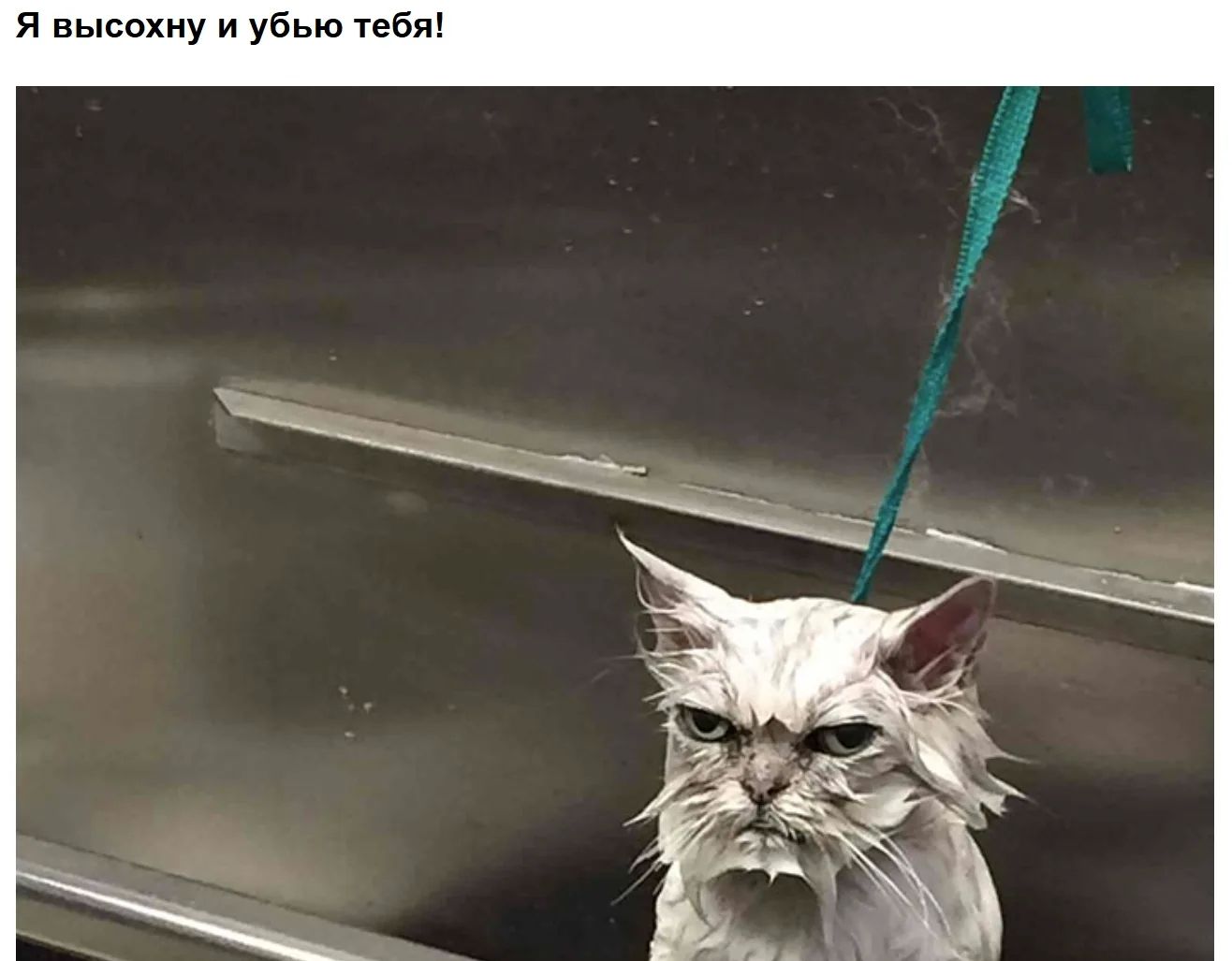 Я высохну и убью тебя!