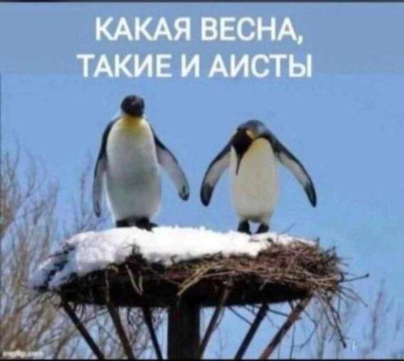 КАКАЯ ВЕСНА, ТАКИЕ И АИСТЫ