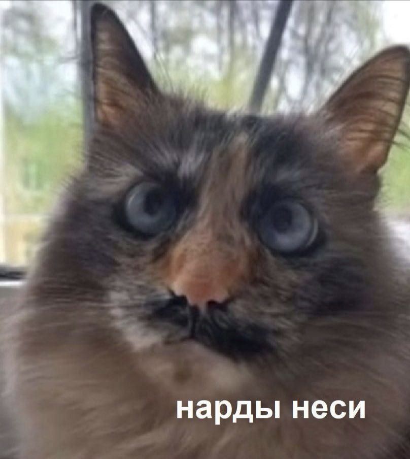 нарды неси