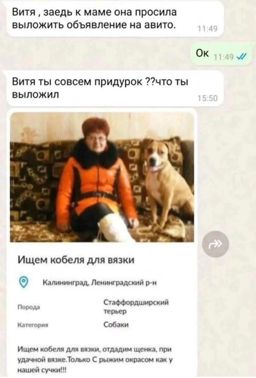 Витя, заедь к маме она просила выложить объявление на авито. Ок. Витя ты совсем придурок ??что ты выложил. Ищем кобеля для вязки. Калининград, Ленинградский р-н. Порода Стаффордширский терьер. Категория Собаки. Ищем кобеля для вязки, отдадим щенка, при удачной вязке. Только С рыжим окрасом как у нашей сучки!!!