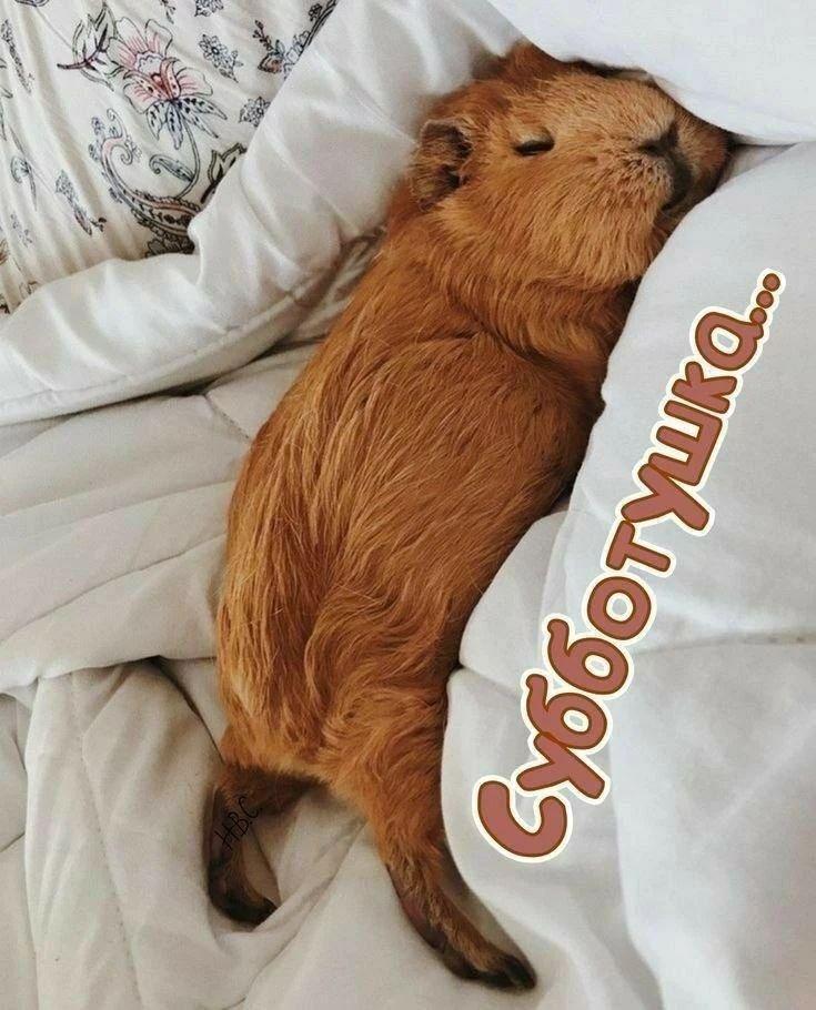 Субботушка...