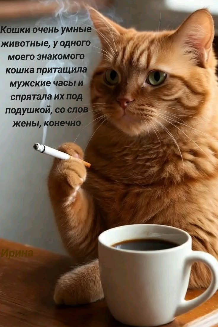 Кошки очень умные животные, у одного моего знакомого кошка притащила мужские часы и спрятала их под подушкой, со слов жены, конечно