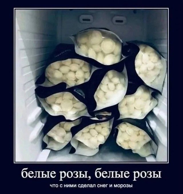 белые розы, белые розы что с ними сделал снег и морозы