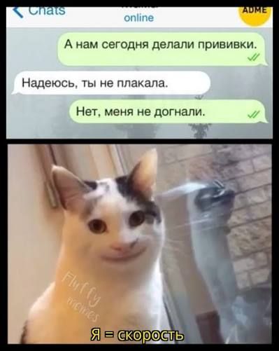 Chats online ADME А нам сегодня делали прививки. Надеюсь, ты не плакала. Нет, меня не догнали. Fluffy memes Я = скорость