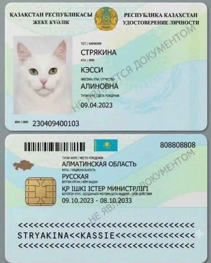 ҚАЗАҚСТАН РЕСПУБЛИКАСЫ ЖЕКЕ КУӘЛІК РЕСПУБЛИКА КАЗАХСТАН УДОСТОВЕРЕНИЕ ЛИЧНОСТИ ТЕЛ/ФАМИЛИЯ СТРЯКИНА АТЫ/ИМЯ КЭССИ ӘКЕСІНІҢ АТЫ/ОТЧЕСТВО АЛИНОВНА ТУҒАН КҮНІ/ДАТА РОЖДЕНИЯ 09.04.2023 ИИН/ИИН 230409400103 ТУҒАН ЖЕРІ/МЕСТО РОЖДЕНИЯ АЛМАТИНСКАЯ ОБЛАСТЬ ҰЛТЫ/НАЦИОНАЛЬНОСТЬ РУССКАЯ БЕРГЕН ОРГАН/КЕМ ВЫДАН ҚР ІШКІ ІСТЕР МИНИСТРЛІГІ БЕРІЛГЕН КҮНІ-ҚОЛДАНЫЛУ