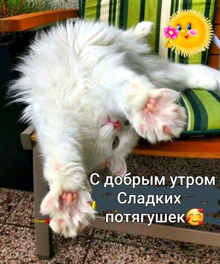 С добрым утром Сладких потягушек