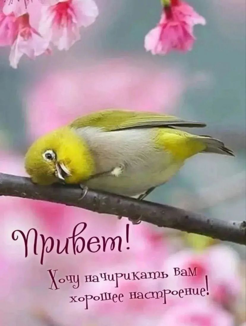 Привет! Хочу начирикать вам хорошее настроение!