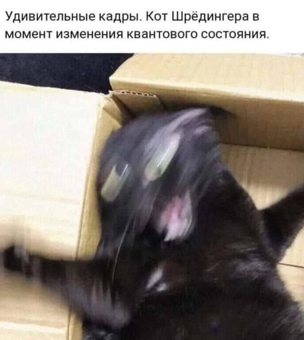 Удивительные кадры. Кот Шрёдингера в момент изменения квантового состояния.