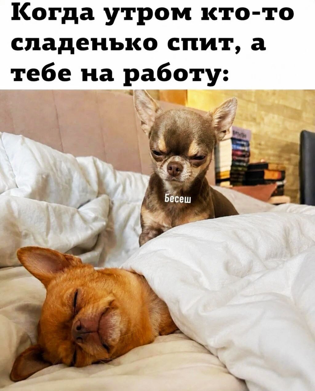 Когда утром кто-то сладенько спит, а тебе на работу: Бесеш
