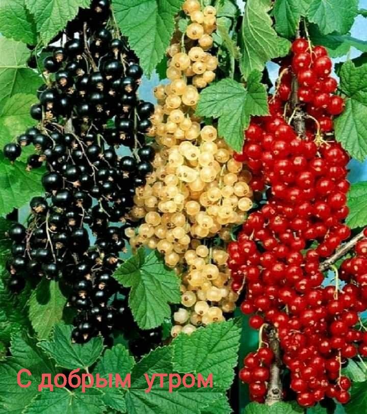 С добрым утром
