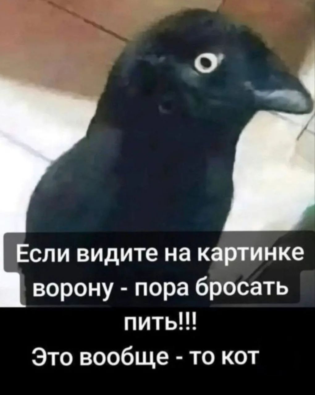 Если видите на картинке ворону - пора бросать пить!!! Это вообще - то кот