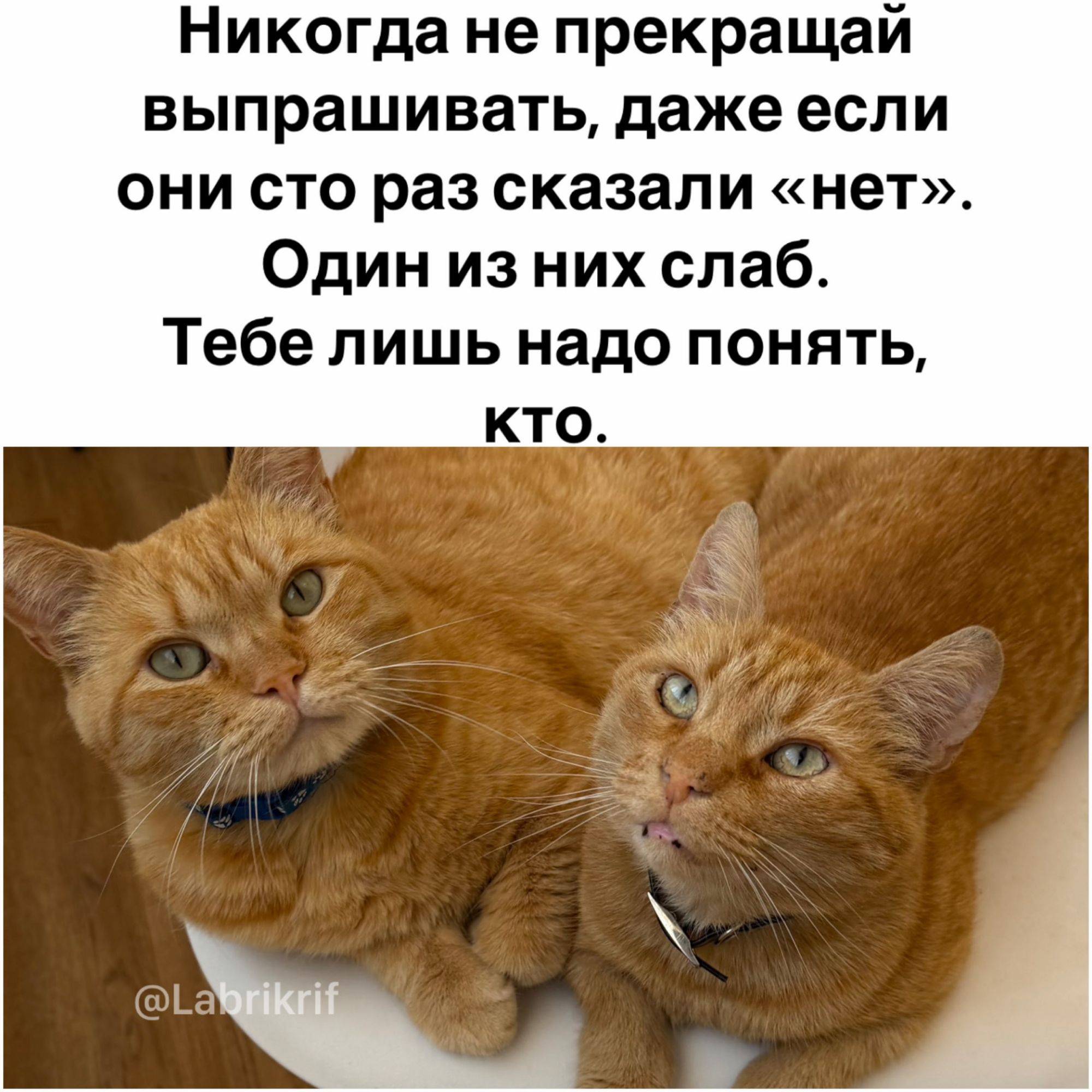 Никогда не прекращай выпрашивать, даже если они сто раз сказали «нет». Один из них слаб. Тебе лишь надо понять, кто. @Labrikrif