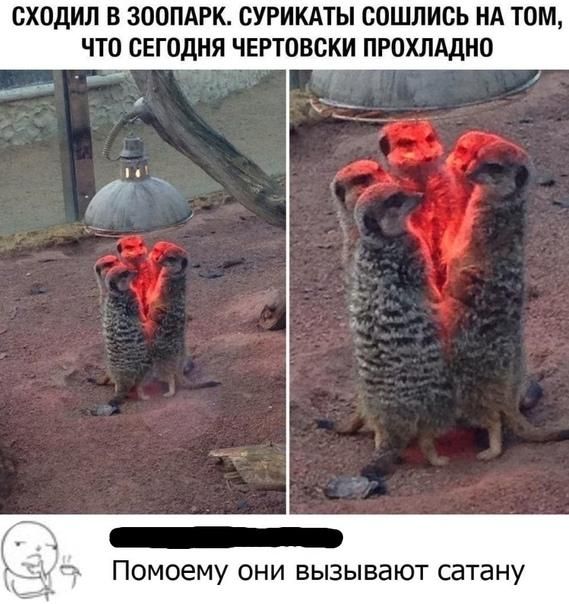 СХОДИЛ В ЗООПАРК. СУРИКАТЫ СОШЛИСЬ НА ТОМ, ЧТО СЕГОДНЯ ЧЕРТОВСКИ ПРОХЛАДНО. Помоему они вызывают сатану