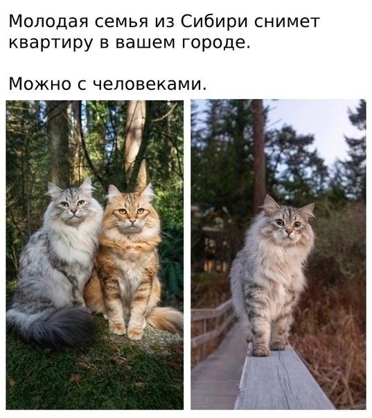 Молодая семья из Сибири снимет квартиру в вашем городе. Можно с человеками.