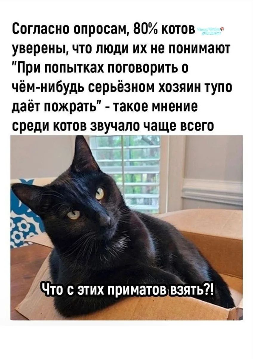 Согласно опросам, 80% котов уверены, что люди их не понимают. 