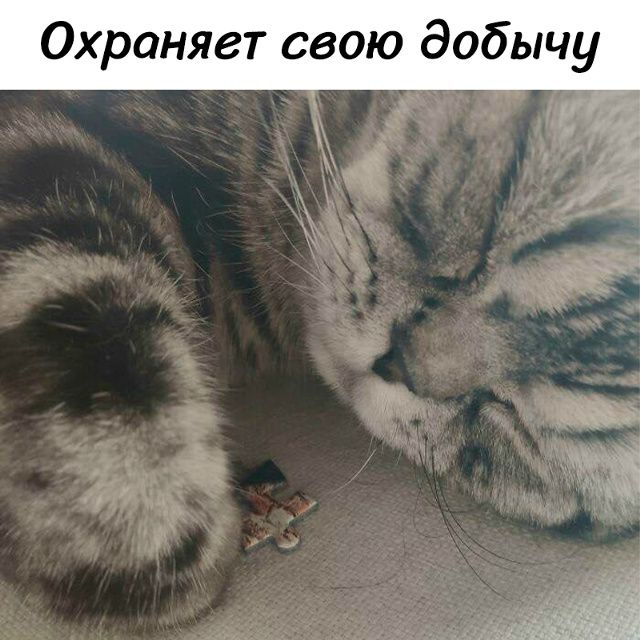 Охраняет свою добычу