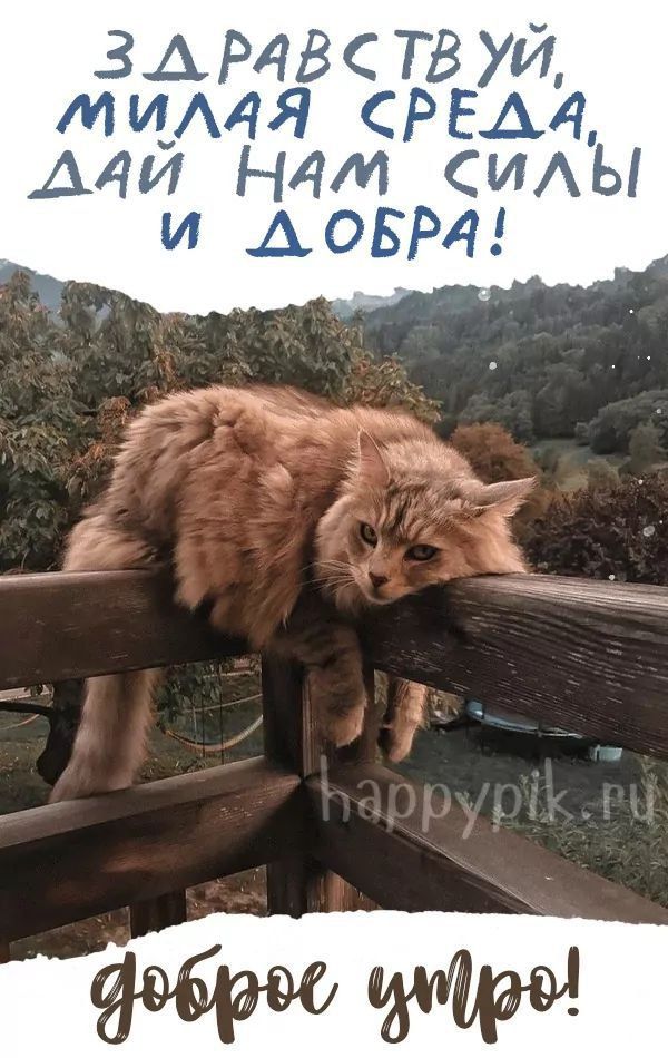Здравствуй, милая среда, дай нам силы и добра! Доброе утро! happypik.ru
