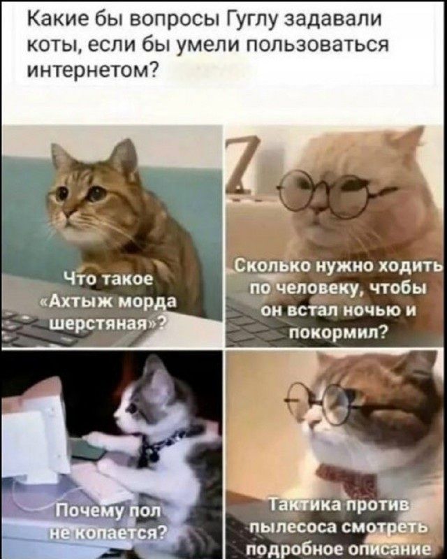 Какие бы вопросы Гуглу задавали коты, если бы умели пользоваться интернетом? Что такое «Ахтыж морда шерстяная»? Сколько нужно ходить по человеку, чтобы он встал ночью и покормил? Почему пол не копается? Тактика против пылесоса смотреть подробное описание