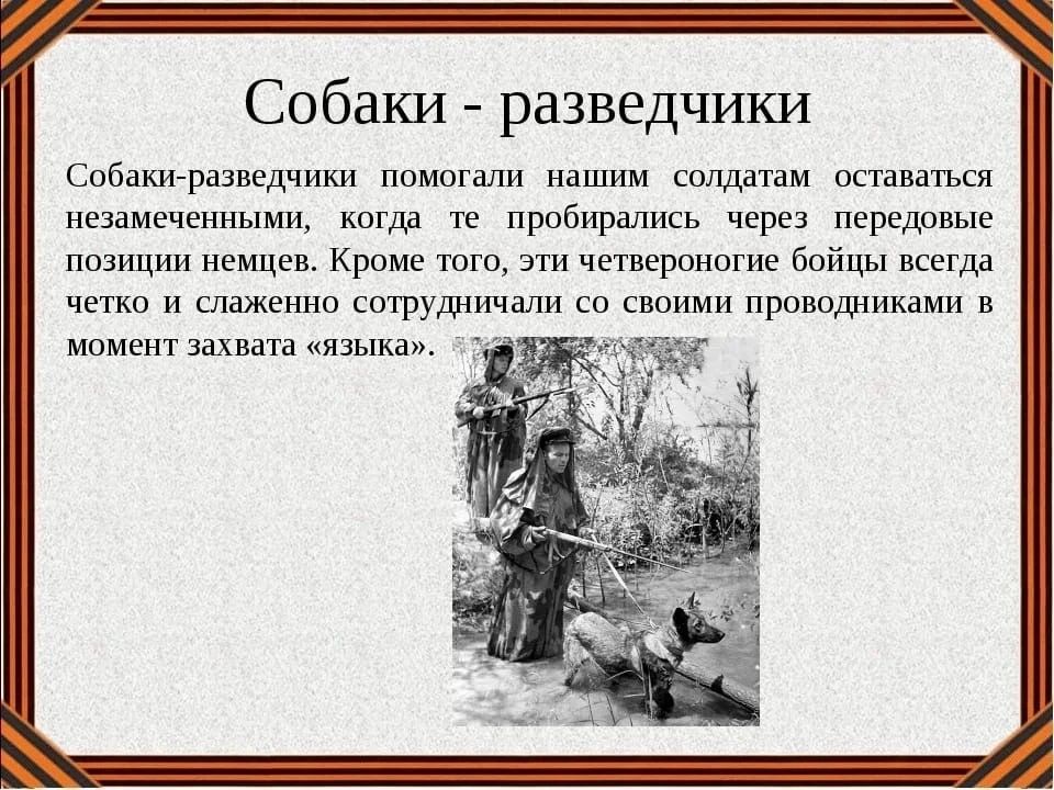 Собаки - разведчики
Собаки-разведчики помогали нашим солдатам оставаться незамеченными, когда те пробирались через передовые позиции немцев. Кроме того, эти четвероногие бойцы всегда четко и слаженно сотрудничали со своими проводниками в момент захвата «языка».