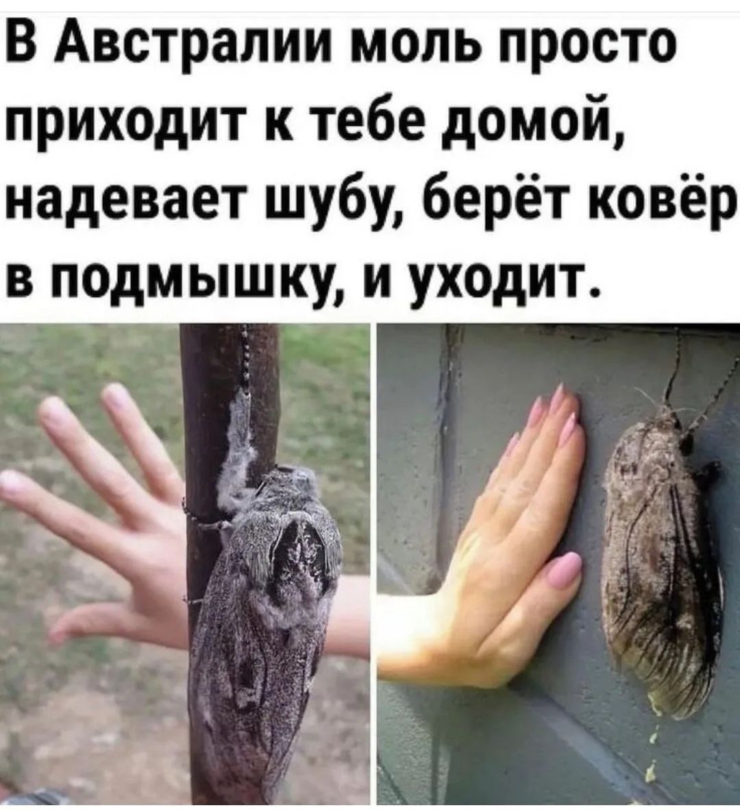 В Австралии моль просто приходит к тебе домой, надевает шубу, берёт ковёр в подмышку, и уходит.