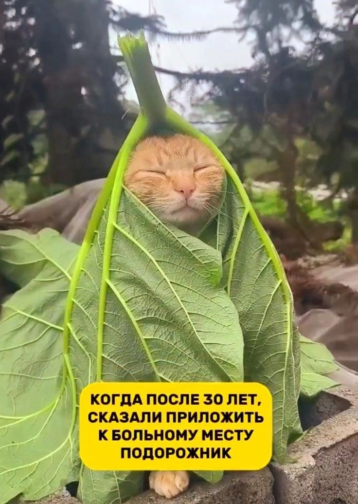 КОГДА ПОСЛЕ 30 ЛЕТ, СКАЗАЛИ ПРИЛОЖИТЬ К БОЛЬНОМУ МЕСТУ ПОДОРОЖНИК