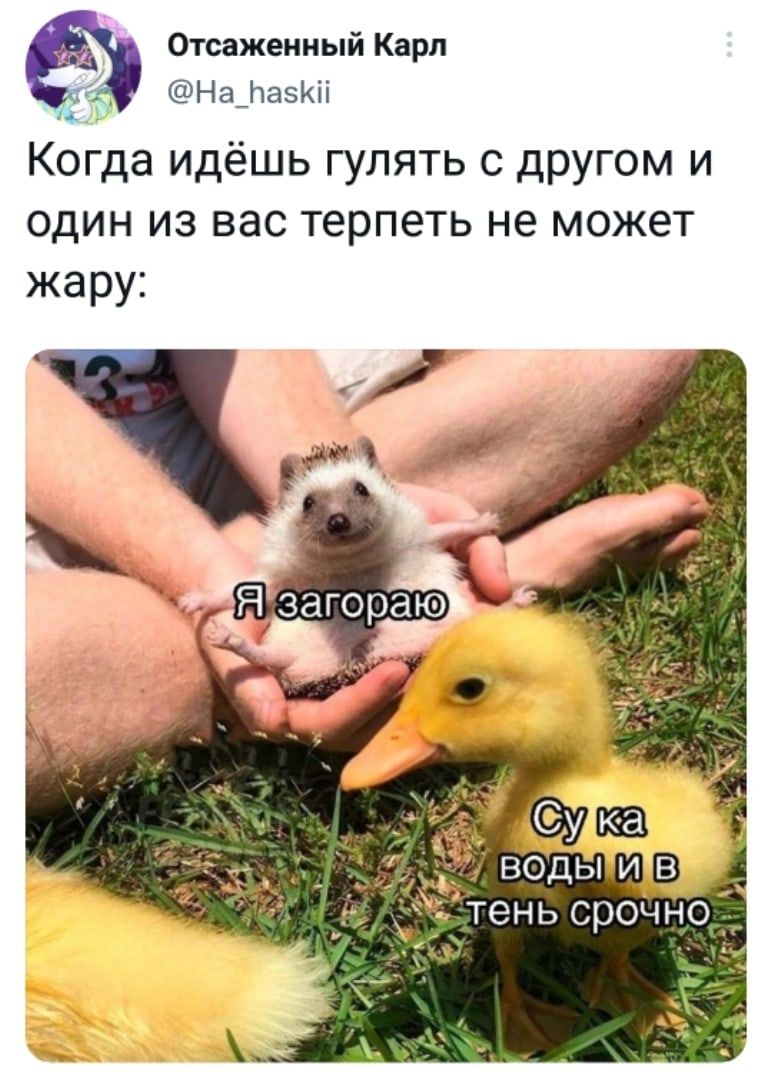 Отсаженный Карл @Ha_haskii Когда идёшь гулять с другом и один из вас терпеть не может жару: Я загораю Су ка воды и в тень срочно