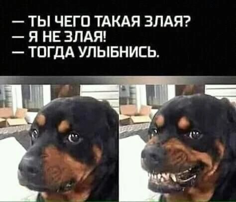 — ТЫ ЧЕГО ТАКАЯ ЗЛАЯ? — Я НЕ ЗЛАЯ! — ТОГДА УЛЫБНИСЬ.