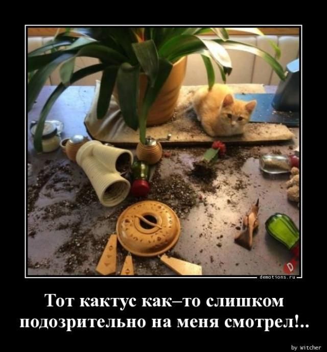 Тот кактус как-то слишком подозрительно на меня смотрел!..