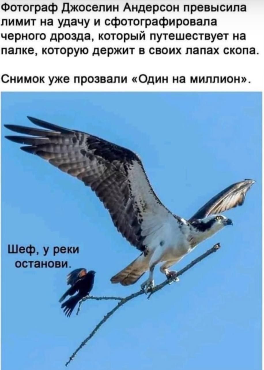 Фотограф Джоселин Андерсон превысила лимит на удачу и сфотографировала черного дрозда, который путешествует на палке, которую держит в своих лапах скопа. Снимок уже прозвали «Один на миллион». Шеф, у реки останови.