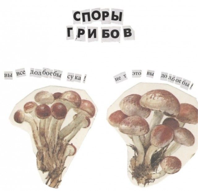 СПОРЫ ГРИБОВ. вы все долбоебы сука! нет это вы долбоебы!
