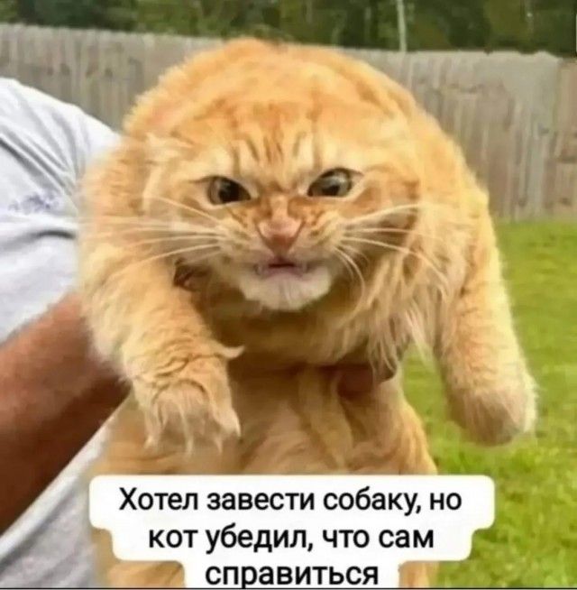 Хотел завести собаку, но кот убедил, что сам справиться