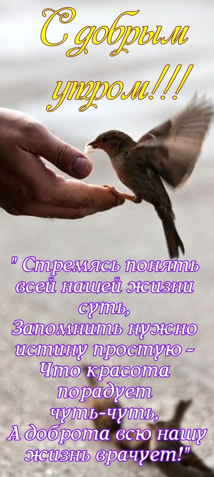 С добрым утром!!! Стремясь понять всей нашей жизни суть, Запомнить нужно истину простую - Что красота порадует чуть-чуть, А доброта всю нашу жизнь врачует!