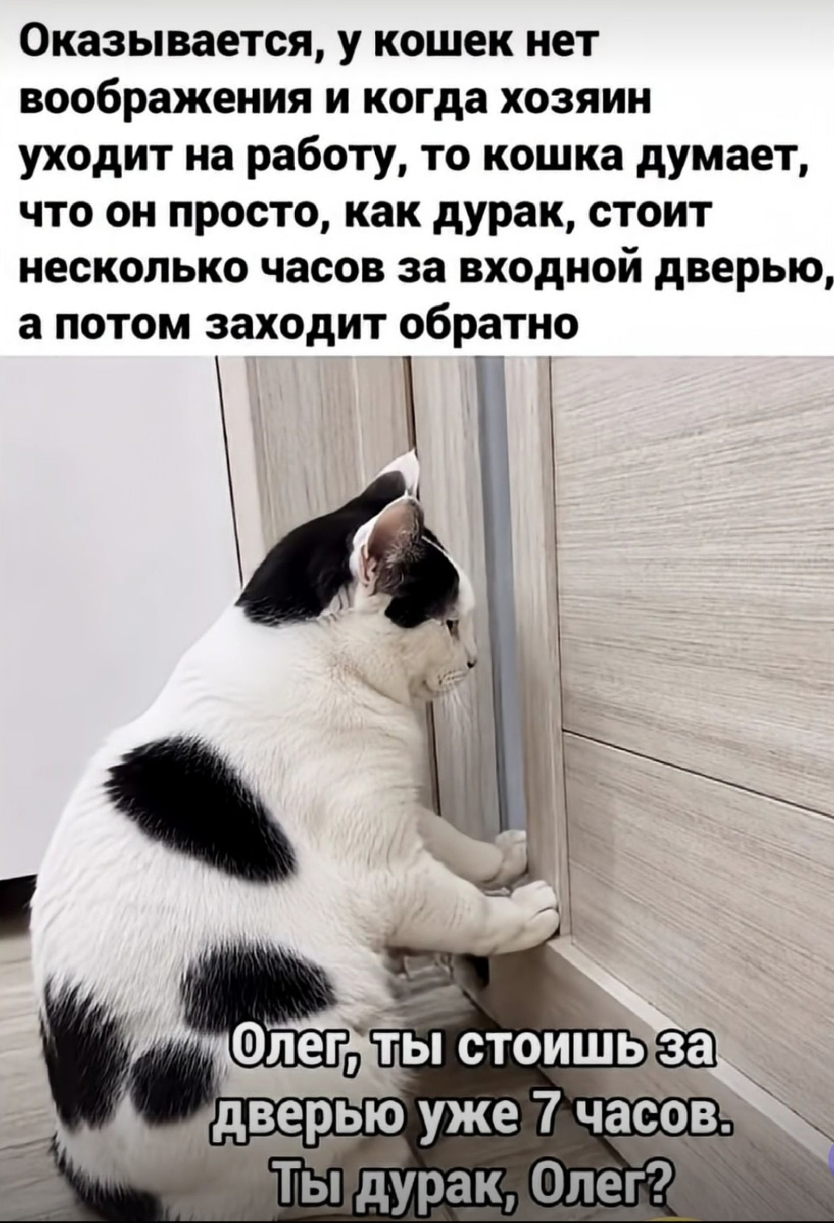 Оказывается, у кошек нет воображения и когда хозяин уходит на работу, то кошка думает, что он просто, как дурак, стоит несколько часов за входной дверью, а потом заходит обратно. Олег, ты стоишь за дверью уже 7 часов. Ты дурак, Олег?
