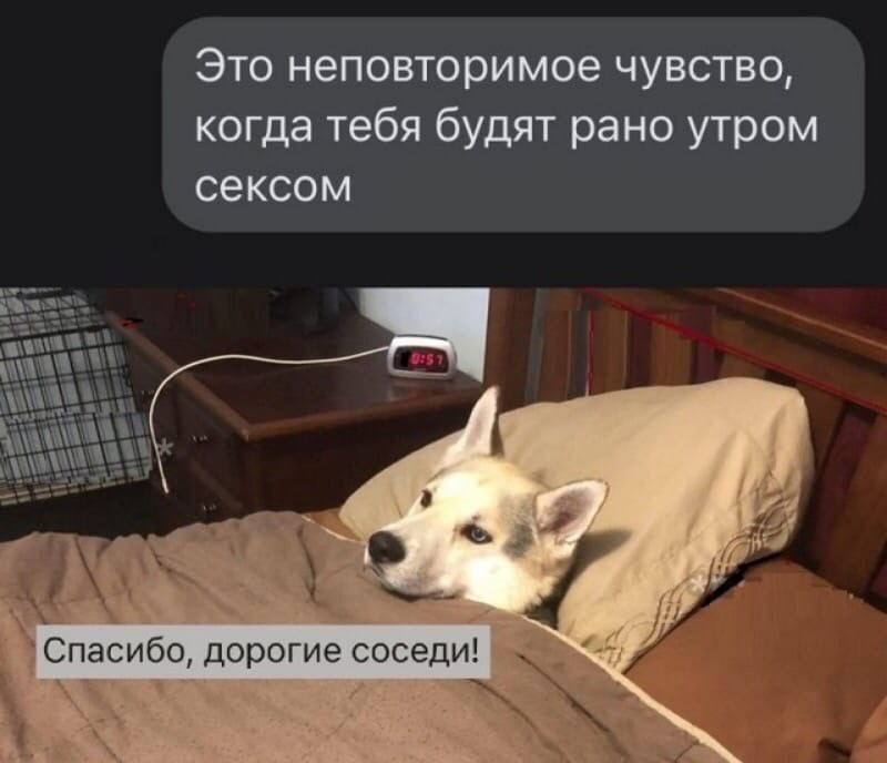 Это неповторимое чувство, когда тебя будят рано утром сексом. Спасибо, дорогие соседи!
