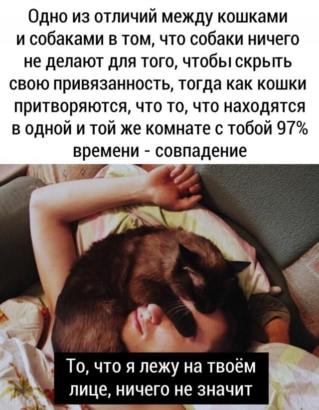 Одно из отличий между кошками и собаками в том, что собаки ничего не делают для того, чтобы скрыть свою привязанность, тогда как кошки притворяются, что то, что находятся в одной и той же комнате с тобой 97% времени - совпадение. То, что я лежу на твоём лице, ничего не значит