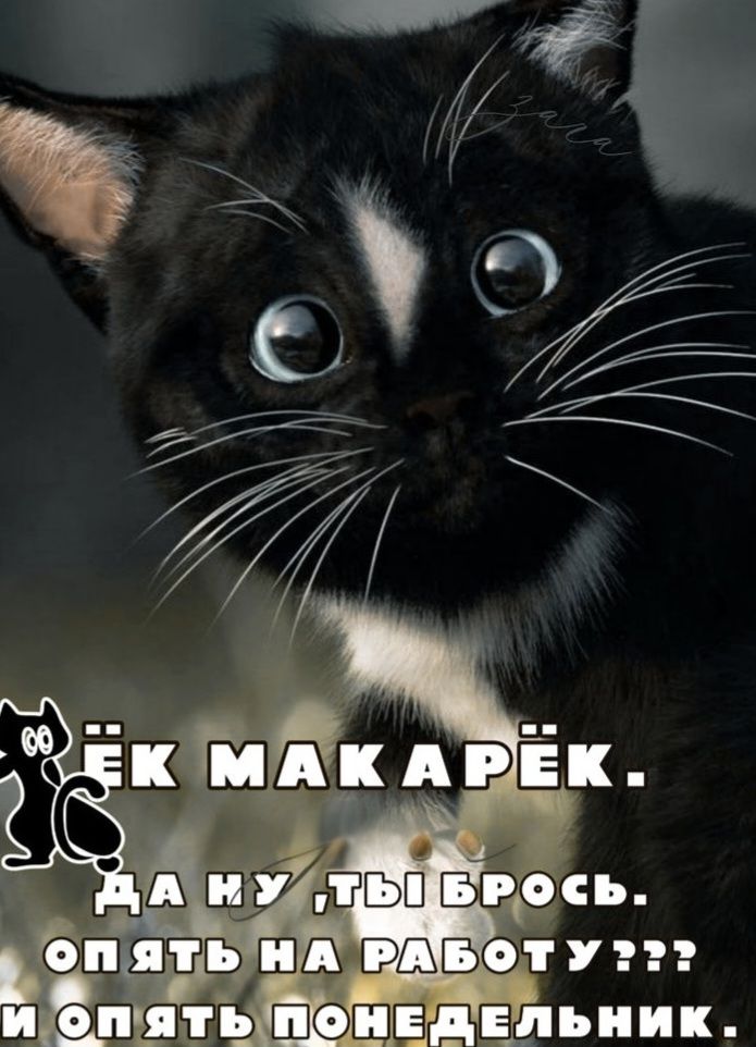 ЁК МАКАРЁК. ДА НУ ,ТЫ БРОСЬ. ОПЯТЬ НА РАБОТУ??? И ОПЯТЬ ПОНЕДЕЛЬНИК.