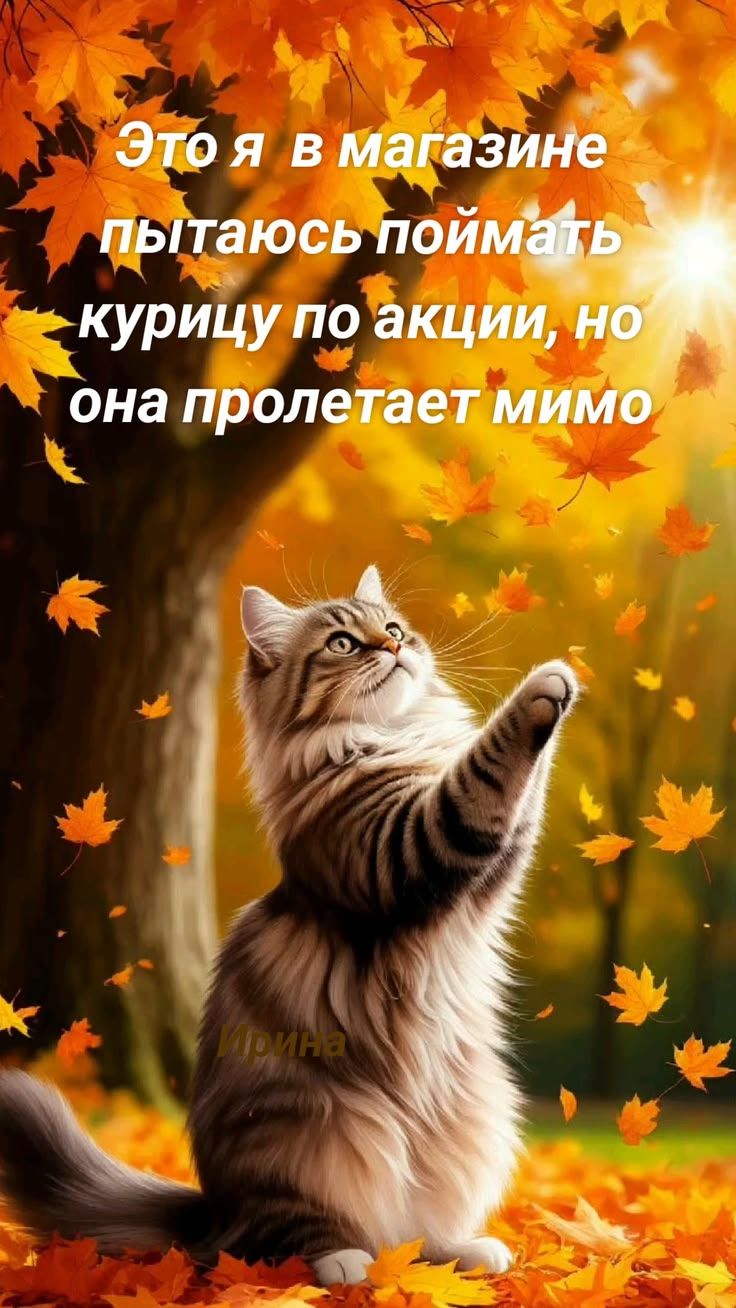 Это я в магазине пытаюсь поймать курицу по акции, но она пролетает мимо
