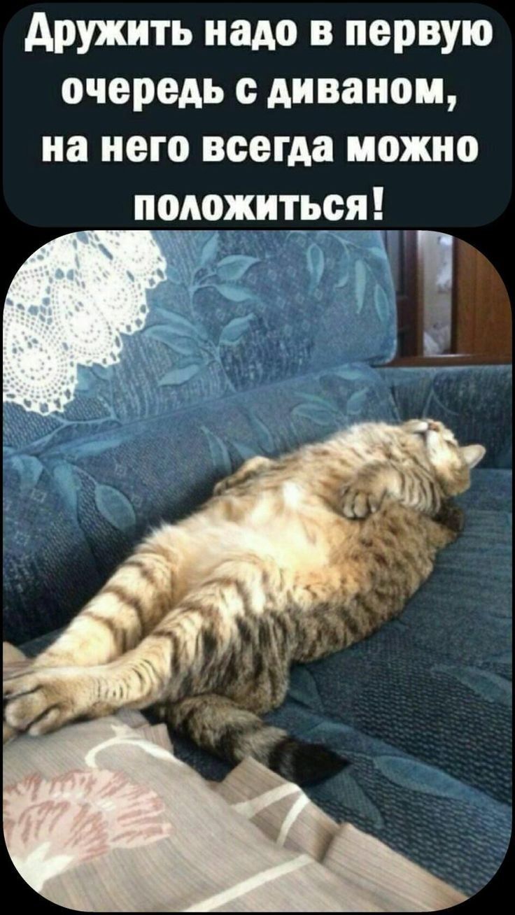 Дружить надо в первую очередь с диваном, на него всегда можно положиться!